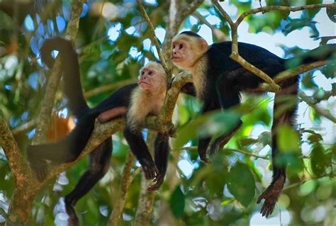 The White-faced Capuchin Monkey of Costa Rica