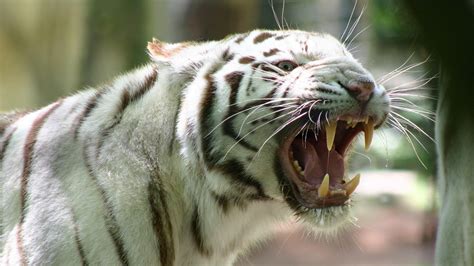 White Tiger Roar HD desktop wallpaper : Widescreen : High Definition ...