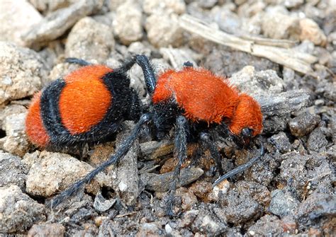 CalPhotos: Dasymutilla occidentalis; Velvet Ant (a.k.a. Cow Killer)