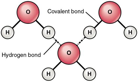 Difference Between Intermolecular and Intramolecular Hydrogen Bonding ...