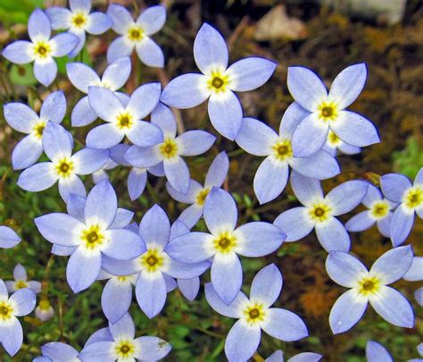 AZURE BLUET: (Houstonia caerulea). Photographed on May 5, 2018 at in ...