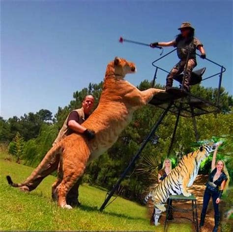 Liger vs Tiger