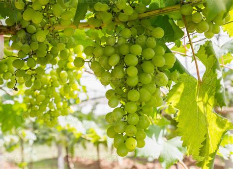 Green Grapes on the vine 11388501 Stock Photo at Vecteezy