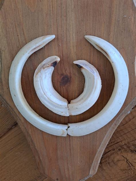 Wild boar tusks 1 set for sale as seen in the photography. | Etsy