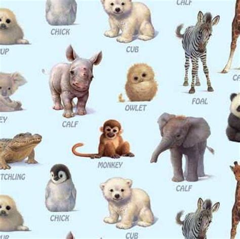 Animals And Their Baby Names With Pictures