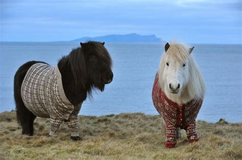 Shetland Ponies Wearing Sweaters? Guess I'm Off to Scotland! | Featured ...