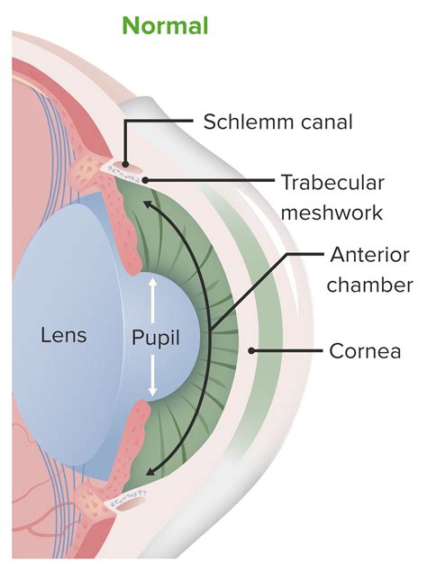 Canal Of Schlemm Histology