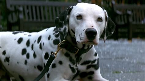 101 Dalmatians 1996