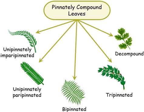 Twice Pinnately Compound Leaf