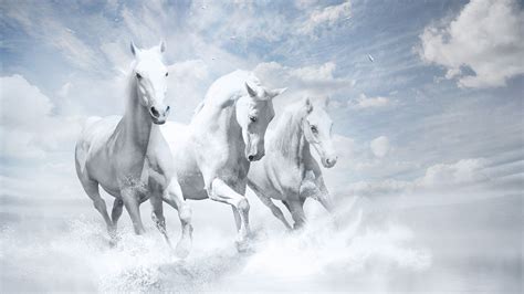 White Horse Wallpaper 4k Download - IMAGESEE