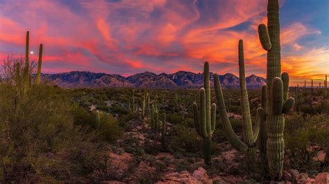 Sonoran Desert Wallpaper Arizona Desert Wallpaper Hd - meanlilg