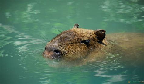 Capybara Swimming