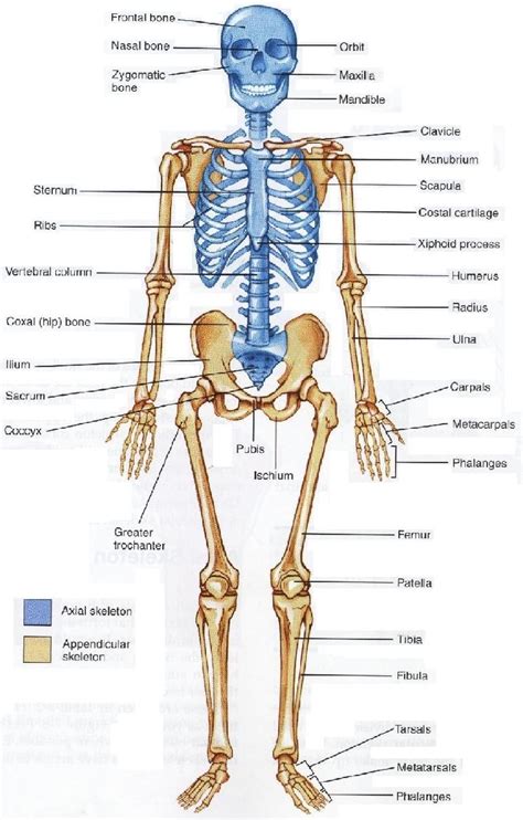 Printable Human Skeleton Labeled