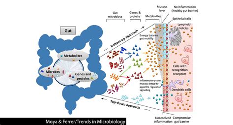 Is our gut microbiome stable or ever-changing? - Gut Microbiota for Health