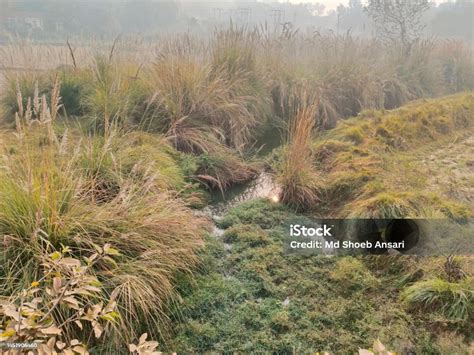 Kans Grass Kash Phool With Pond In Rural India Selective Focus Used ...