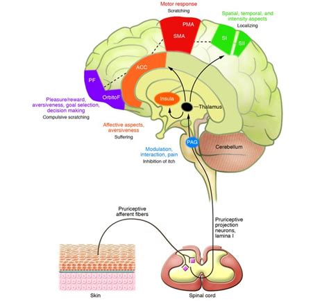 Inside the Insula