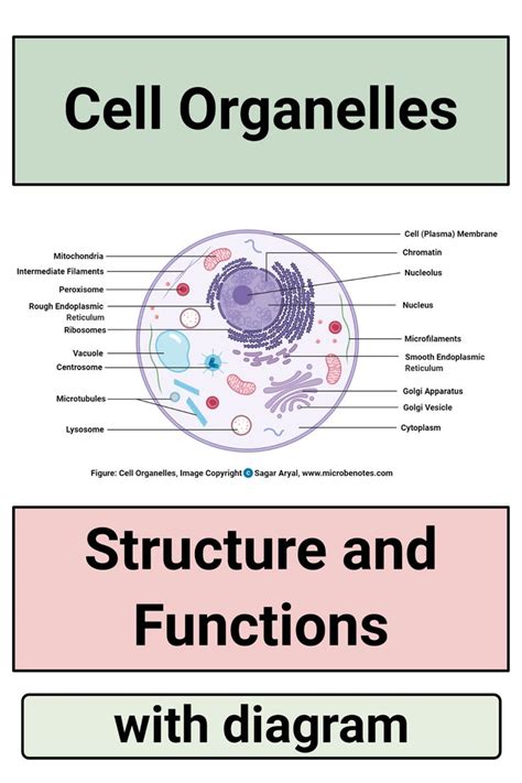 Cell Organelles- Structure and Functions with labeled diagram | Cell ...