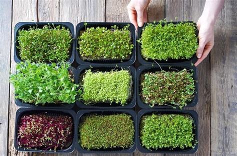 Buy Microgreen Seeds Online in India at Best Price - OrganicBazar