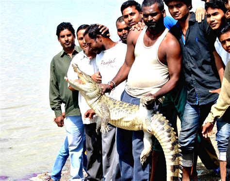 Ganges River Crocodiles