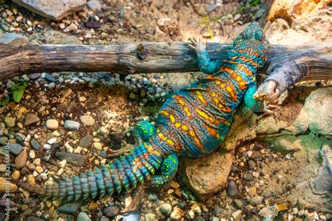 Foto de Single Ornate mastigure - latin Uromastyx ornata - tropical ...