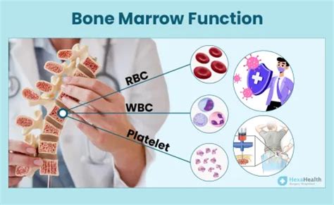 What is the Function of Bone Marrow in Body?