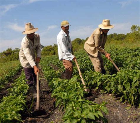 Los emprendimientos agrícolas en las zonas rurales de Cuba ...