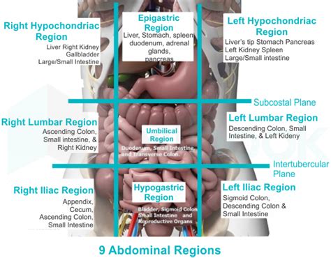 Left Hypochondriac Region