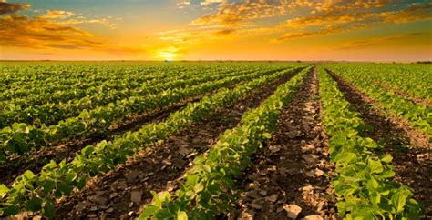 Increasing crop yields with Big Data - Rambus