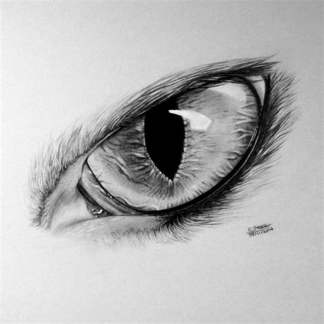 Best 25+ Wolf eye drawing ideas on Pinterest | Wolf eyes, How to draw ...