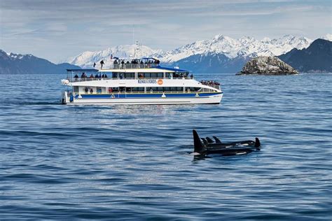 Kenai Fjords National Park Glacier & Wildlife Cruise Seward