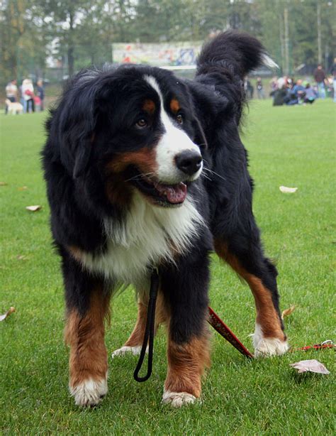 Bernese Mountain Dog Breed » Info, Pictures, & More