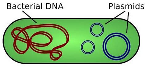 Plasmid - Definition, Types and Functions | Biology Dictionary