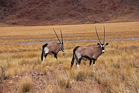 A Pair Of Oryx In The Namib Desert In Africa | Namib desert, Animals ...