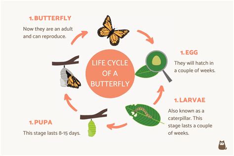 How Long Is the Life Cycle of a Butterfly? - Life Cycle of a Butterfly