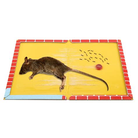 Mgaxyff Strong Adhesive Mouse Glue Trap, Tasty Meat Scent Mouse Glue ...