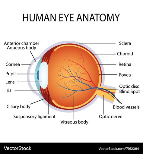 Human eye anatomy Royalty Free Vector Image - VectorStock