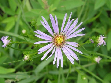 Genus: Symphyotrichum (American-aster): Go Botany