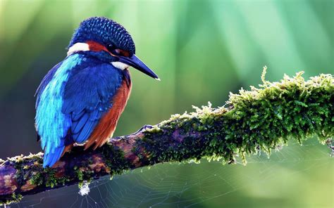 birds, Kingfisher, Nature, Blue, Animals Wallpapers HD / Desktop and ...