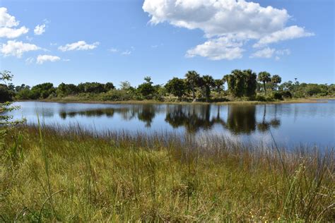 Littoral Zone Plants: Nature's Water-Cleaning Wonders | Naples ...