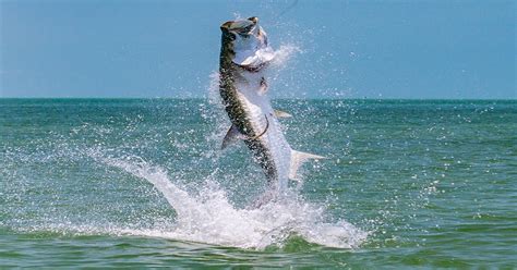 A Guide To Tarpon Fishing | Tarpon Fishing Naples Florida