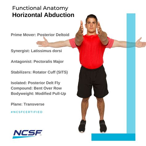 Shoulder Horizontal Abduction Muscles