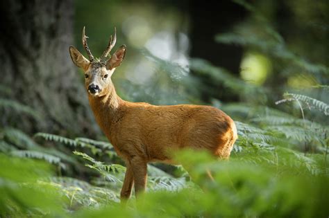 New Forest Wildlife Walks | New Forest Official Visitor Website ...