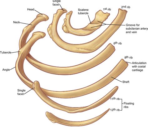 Figure 7 from The anatomy of the ribs and the sternum and their ...