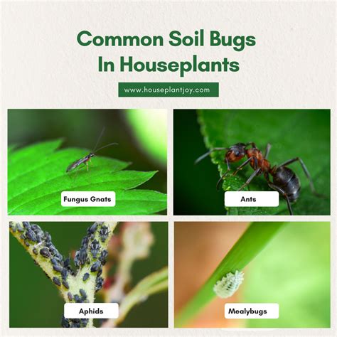 Some pests won’t often be found on the plants themselves. But they ...