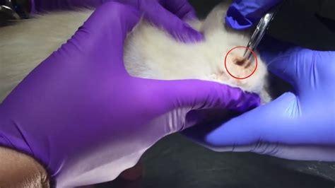 You won't believe this... Warble Removal From Cat Head - YouTube