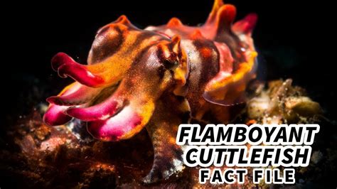 Flamboyant Cuttlefish Facts: a FLASHY Display | Animal Fact Files - YouTube