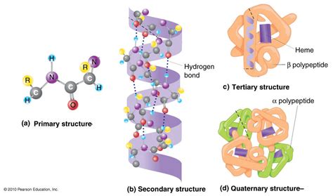 Effects of Temperature and pH on Enzymes – isntsciencewonderful