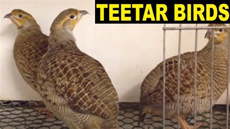 3 baby grey francolin teetar birds gorra - YouTube