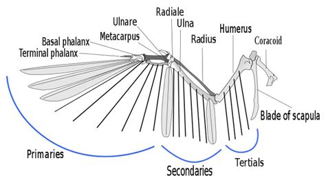 Bird Wings Anatomy - Explore Organs & Anatomy Diagram