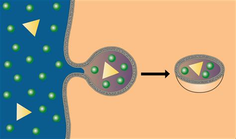 Cell Diffusion Animation